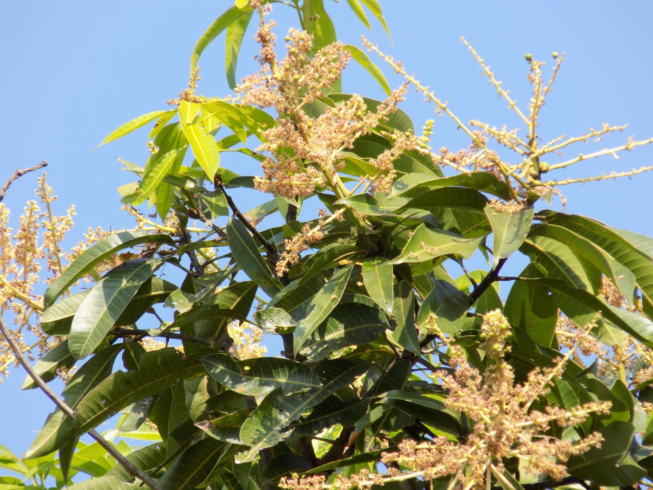 sakthi agro clinic mango plant nursery