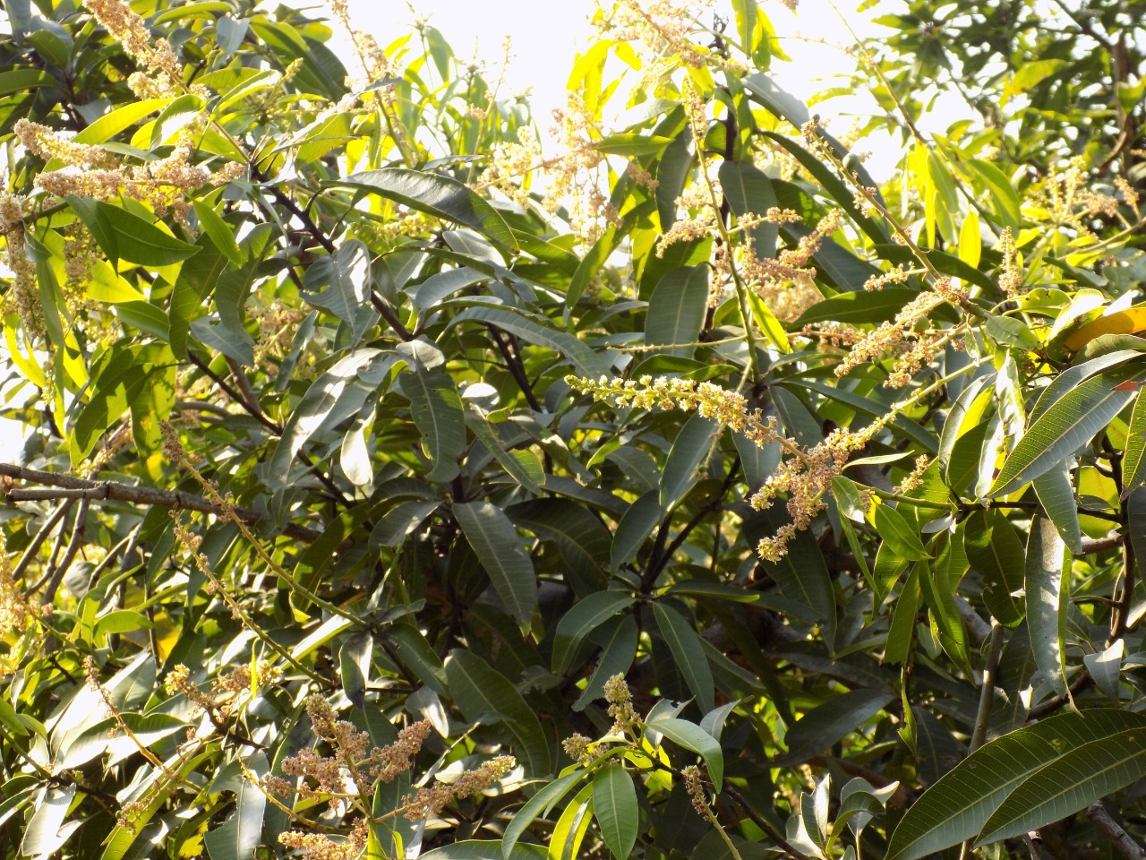 sakthi agro clinic mango plant nursery