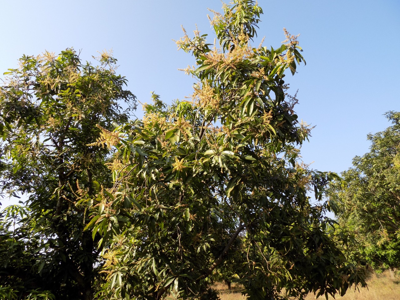 sakthi agro clinic mango plant nursery