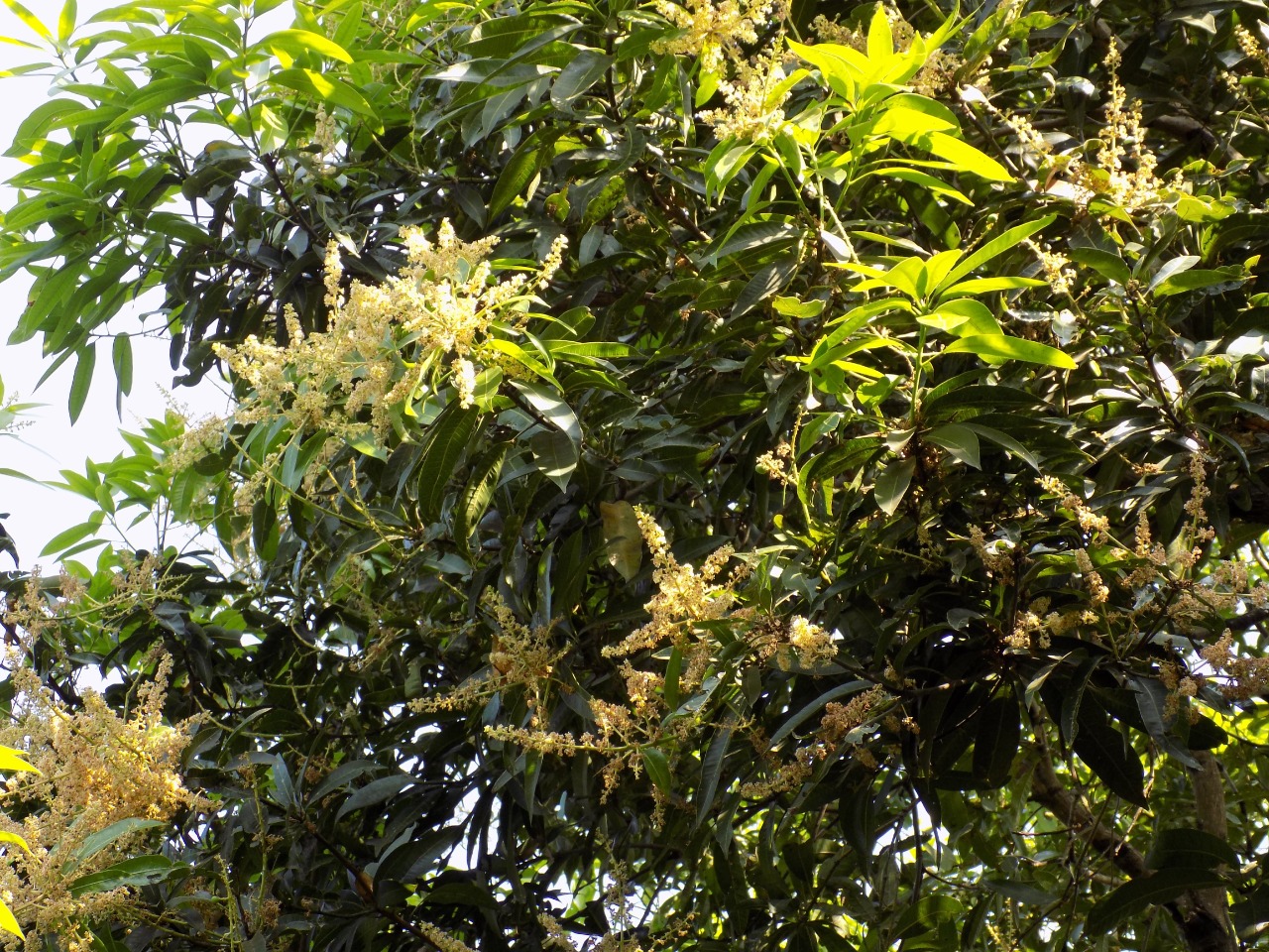 sakthi agro clinic mango plant nursery
