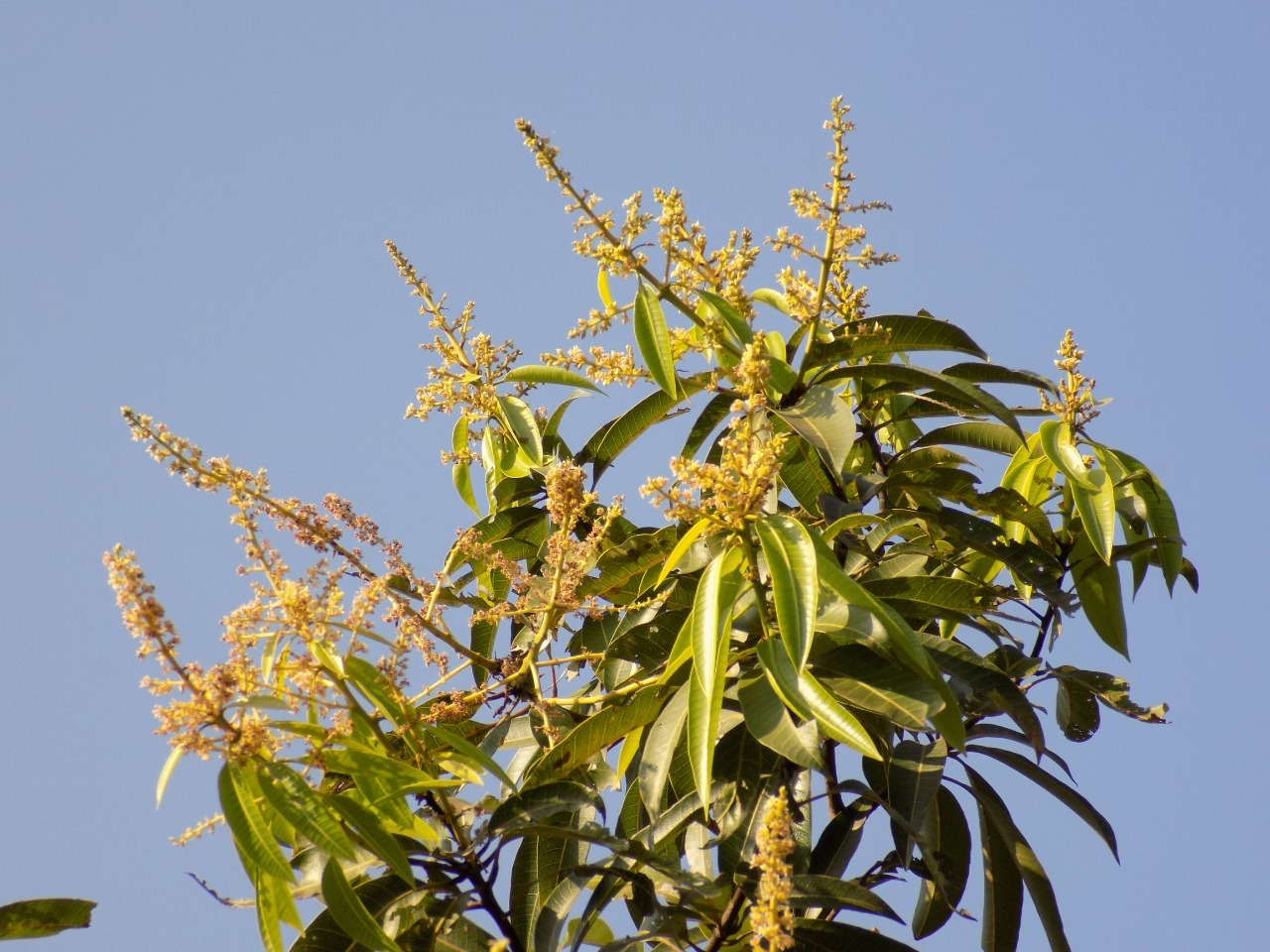sakthi agro clinic mango plant nursery
