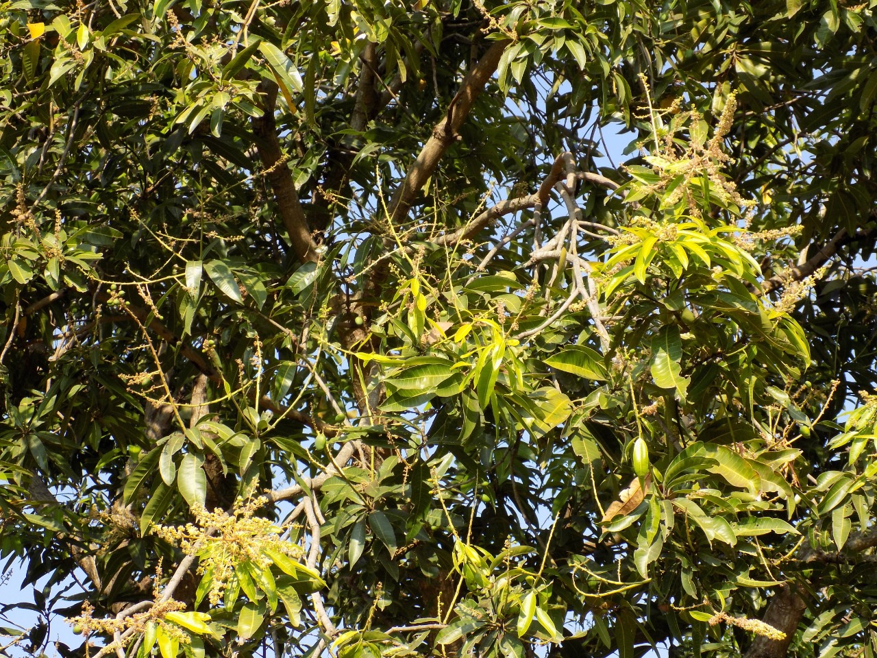sakthi agro clinic mango plant nursery