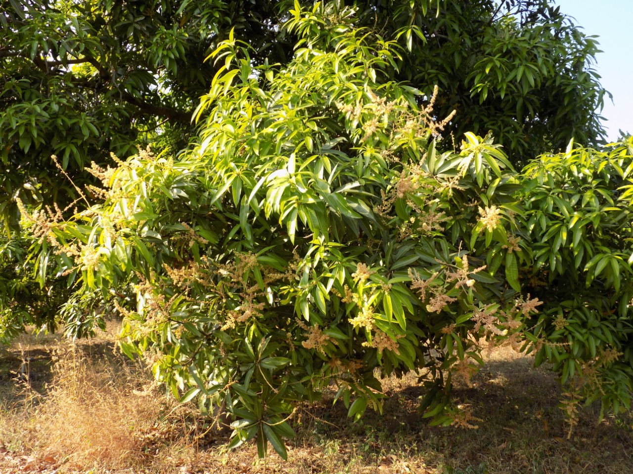 sakthi agro clinic mango plant nursery