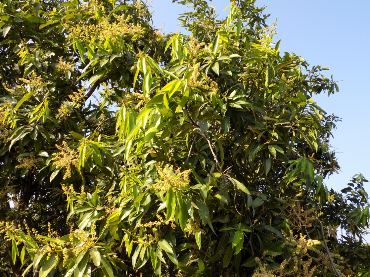 sakthi agro clinic mango plant nursery