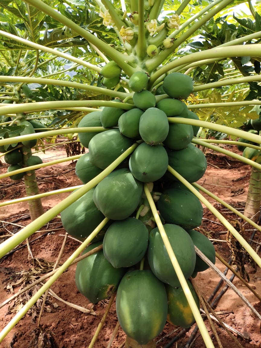 sakthi agri clinic papaya development