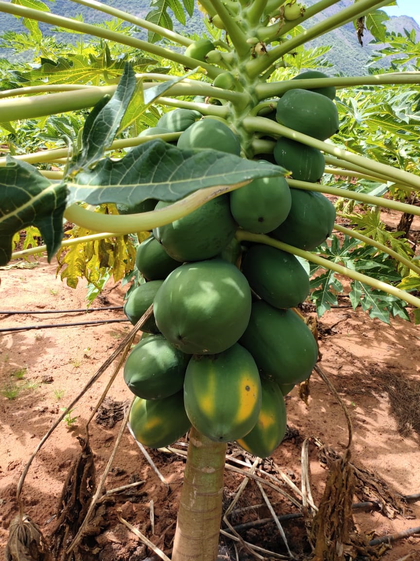 sakthi agri clinic papaya development