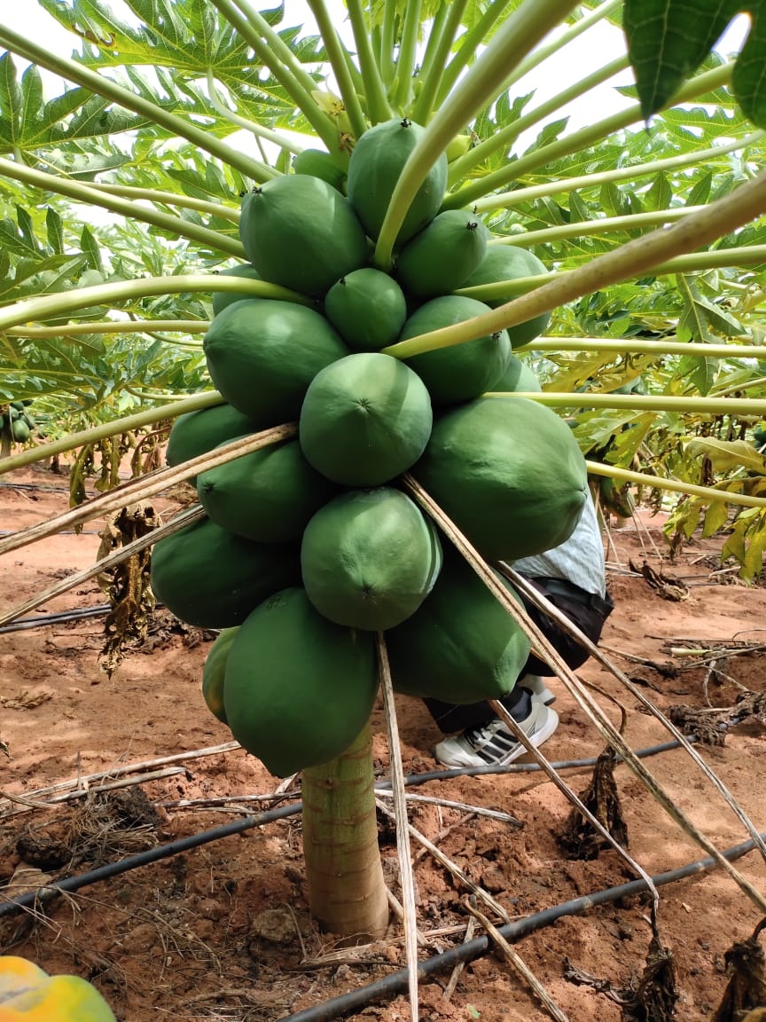 sakthi agri clinic papaya development