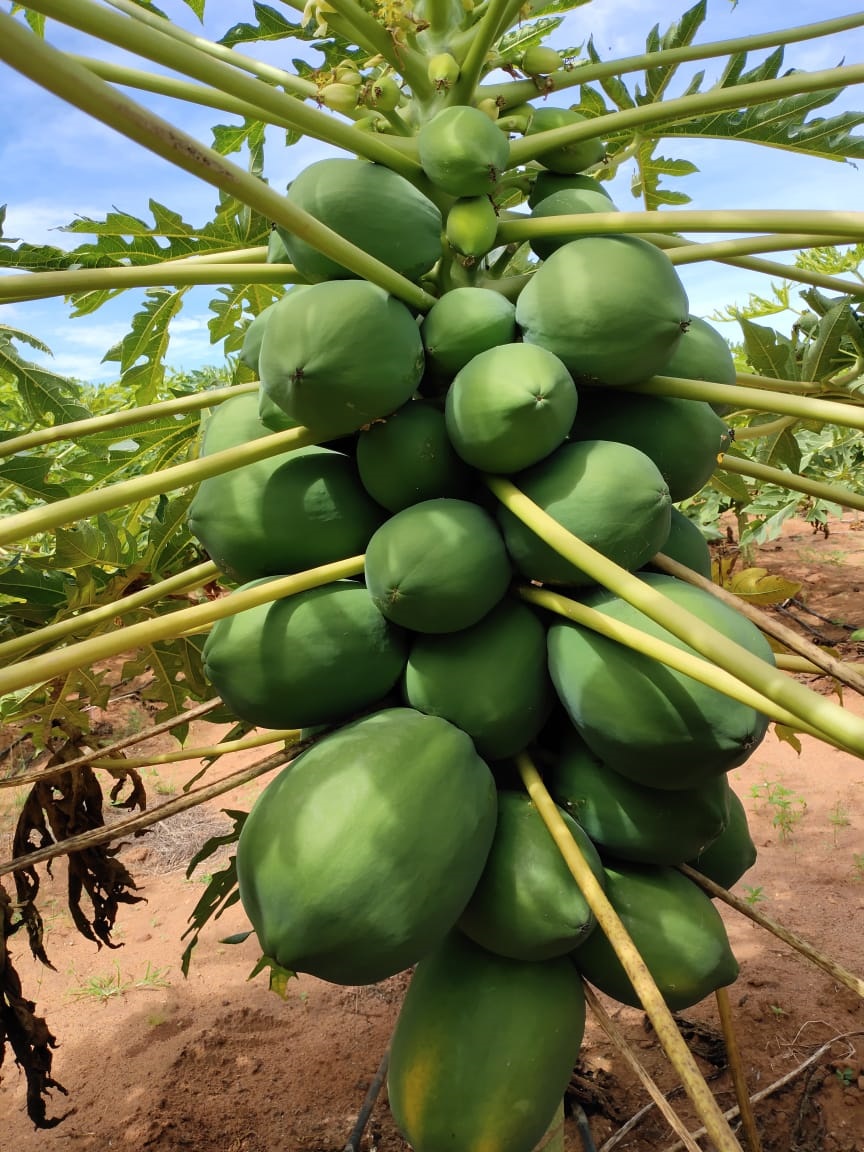 sakthi agri clinic papaya development