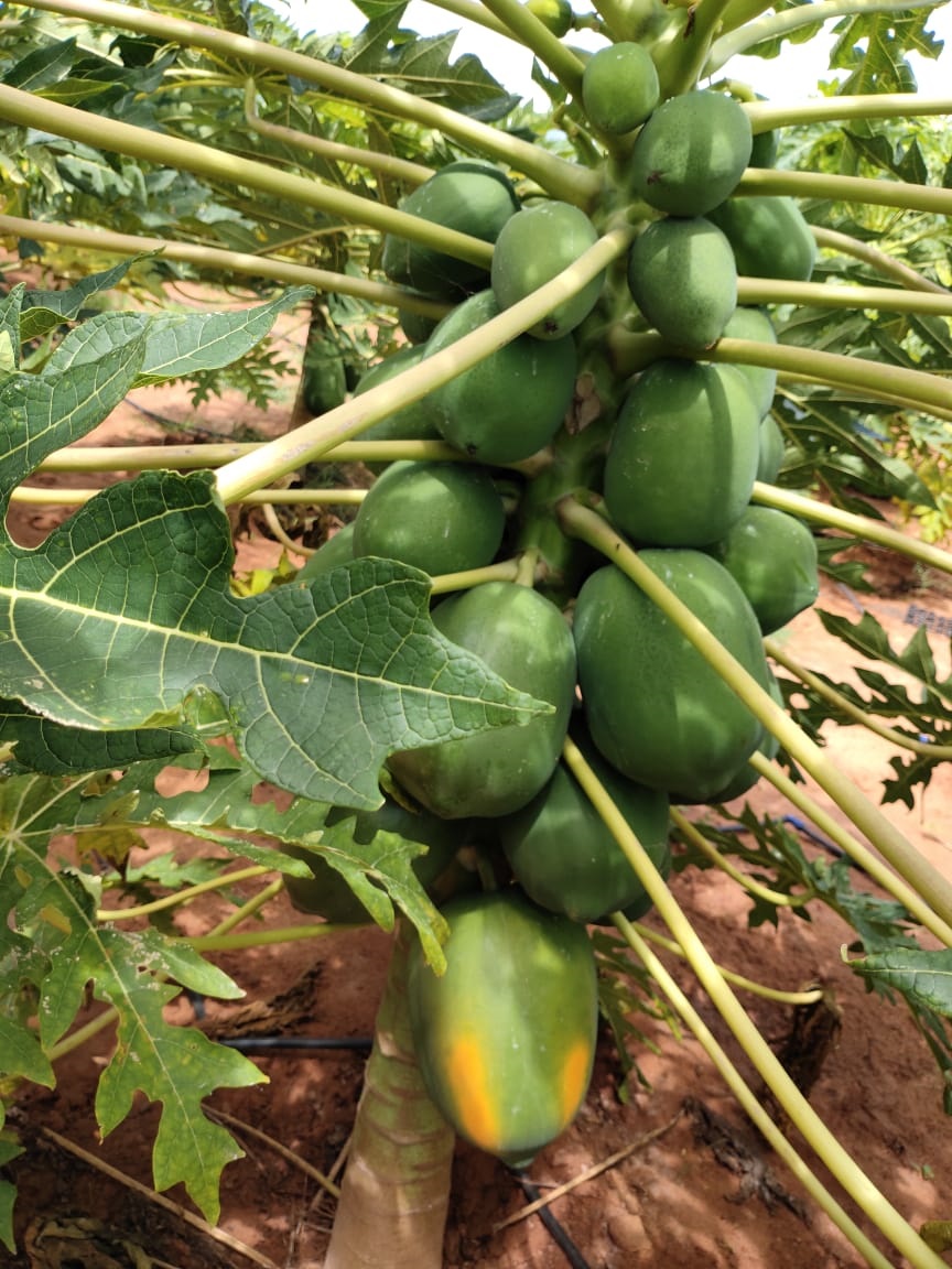 sakthi agri clinic papaya development