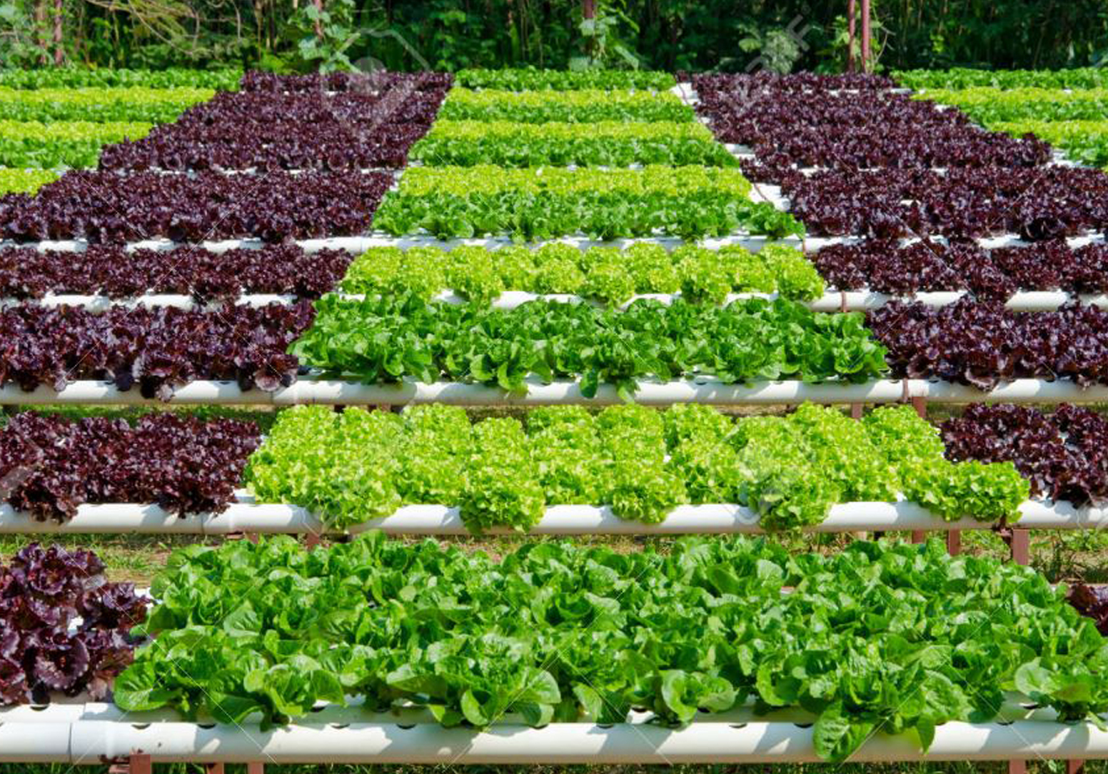 Large Scale agri project for cash crops