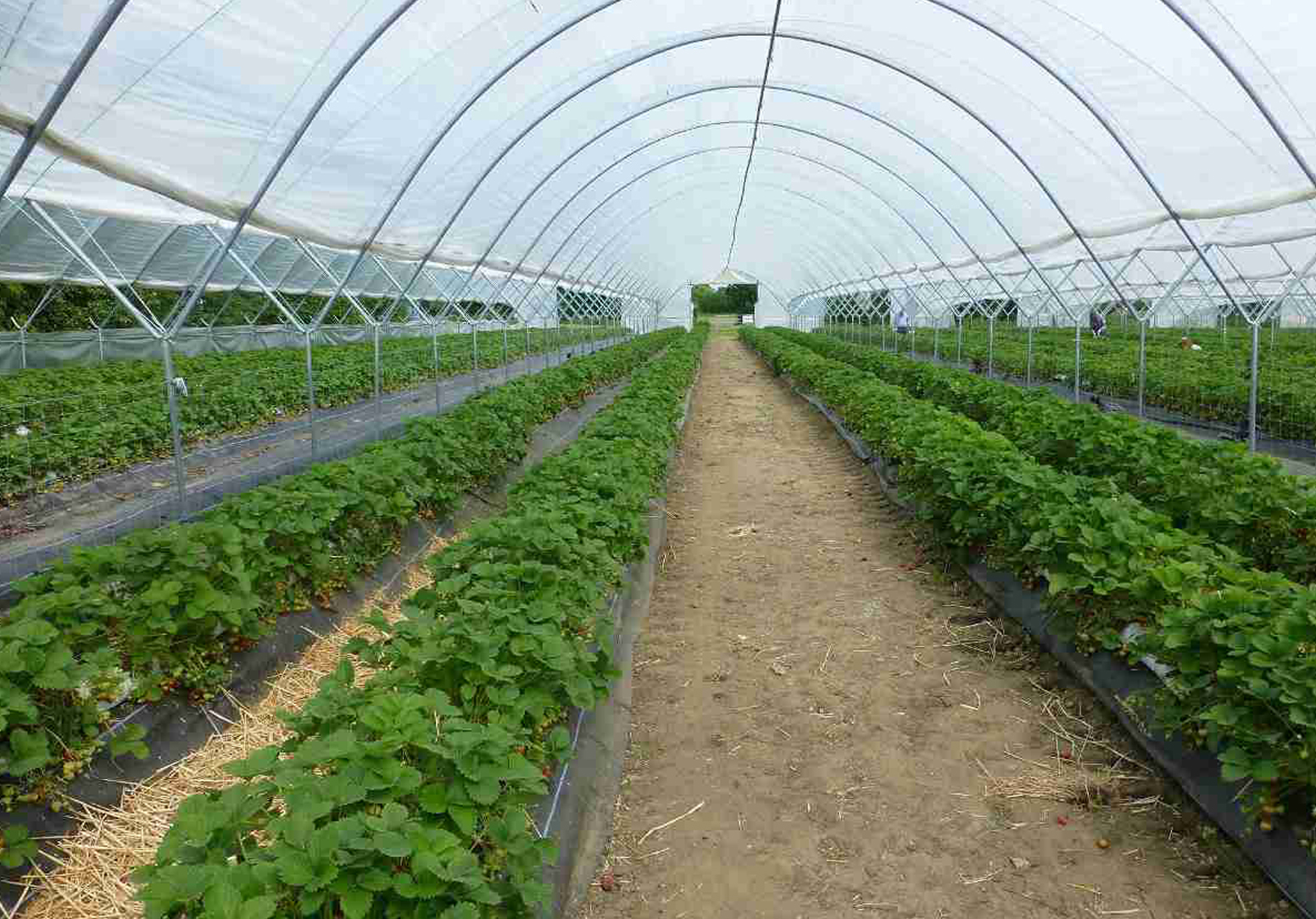 Hi-tech cotton cultivation