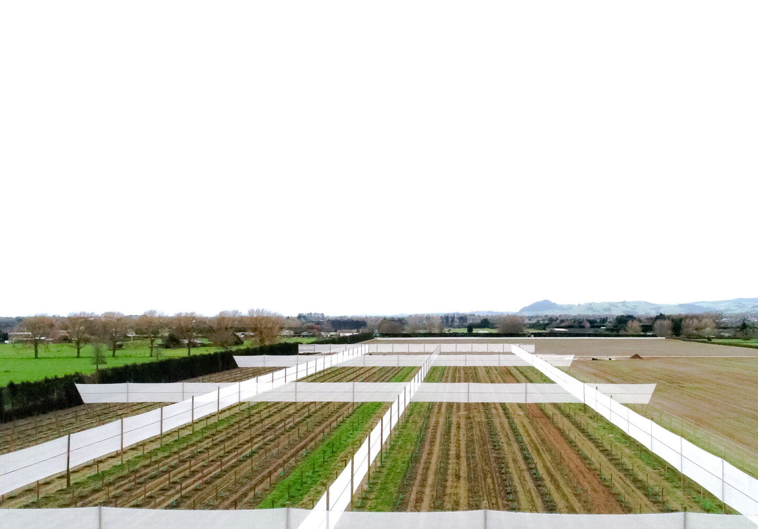hi-tech orchard development