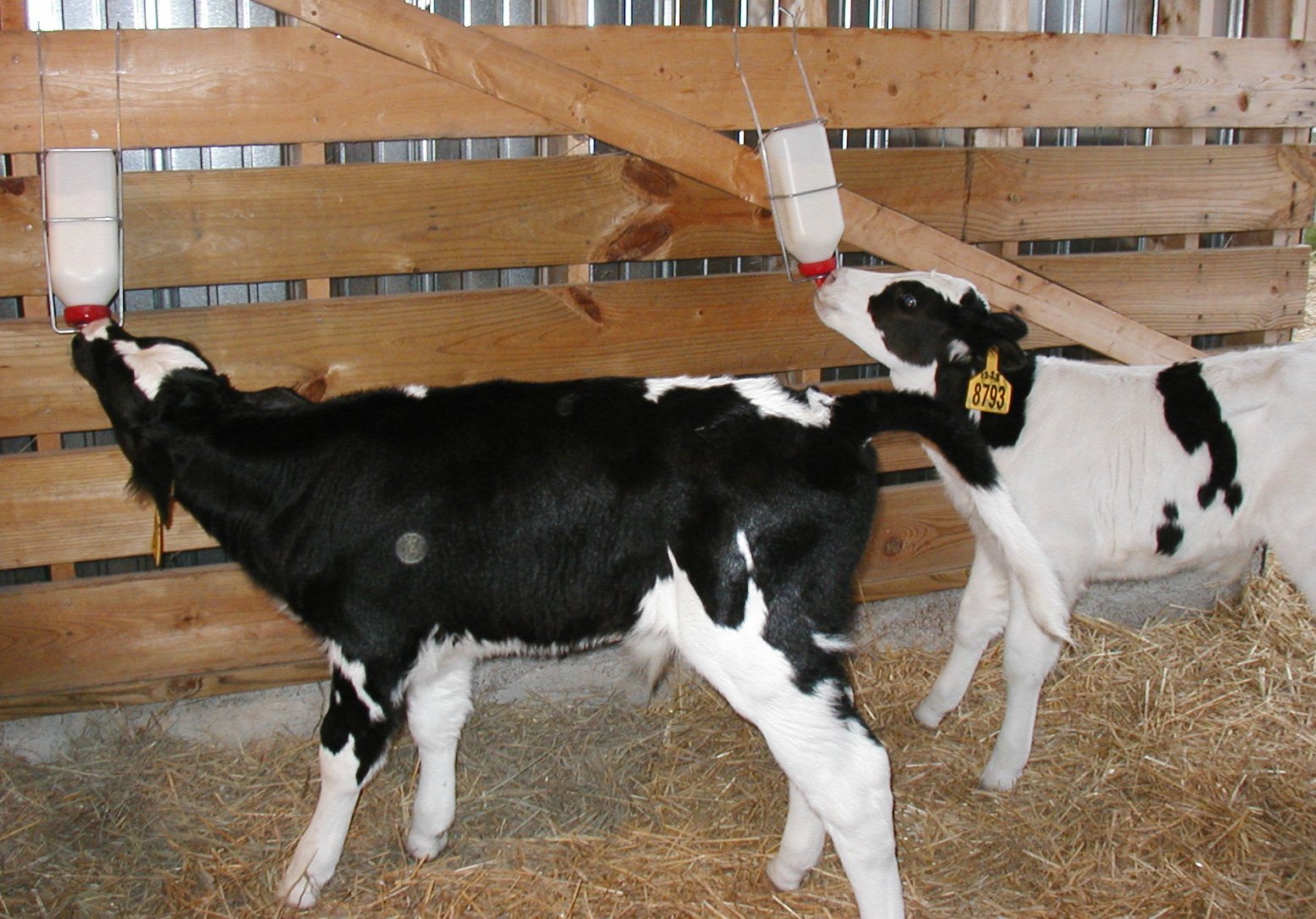 Animal Feed Milk