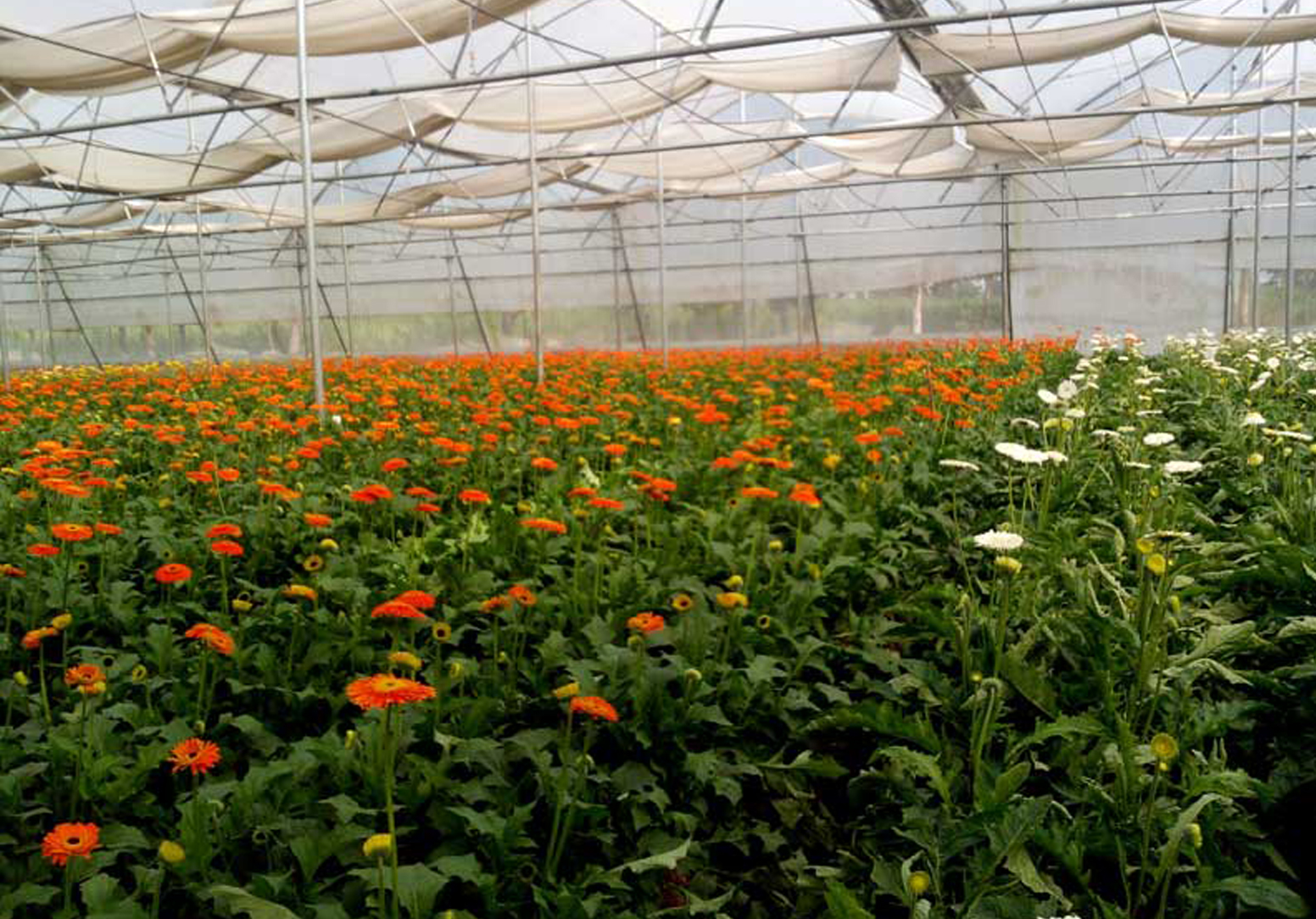 Green house for Floriculture & Vegetables