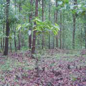 High yielding Germplasm of Sakthi Agri Businesses