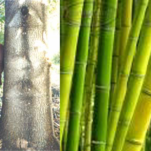 High yielding Germplasm of Sakthi Agri Businesses