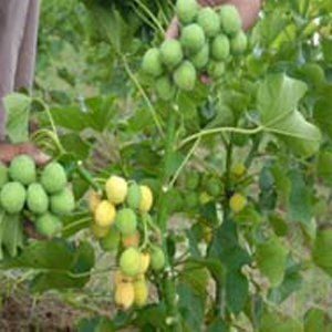 High yielding Germplasm of Sakthi Agri Businesses