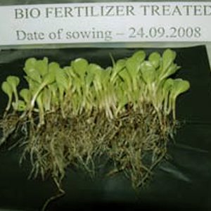 High yielding Germplasm of Sakthi Agri Businesses