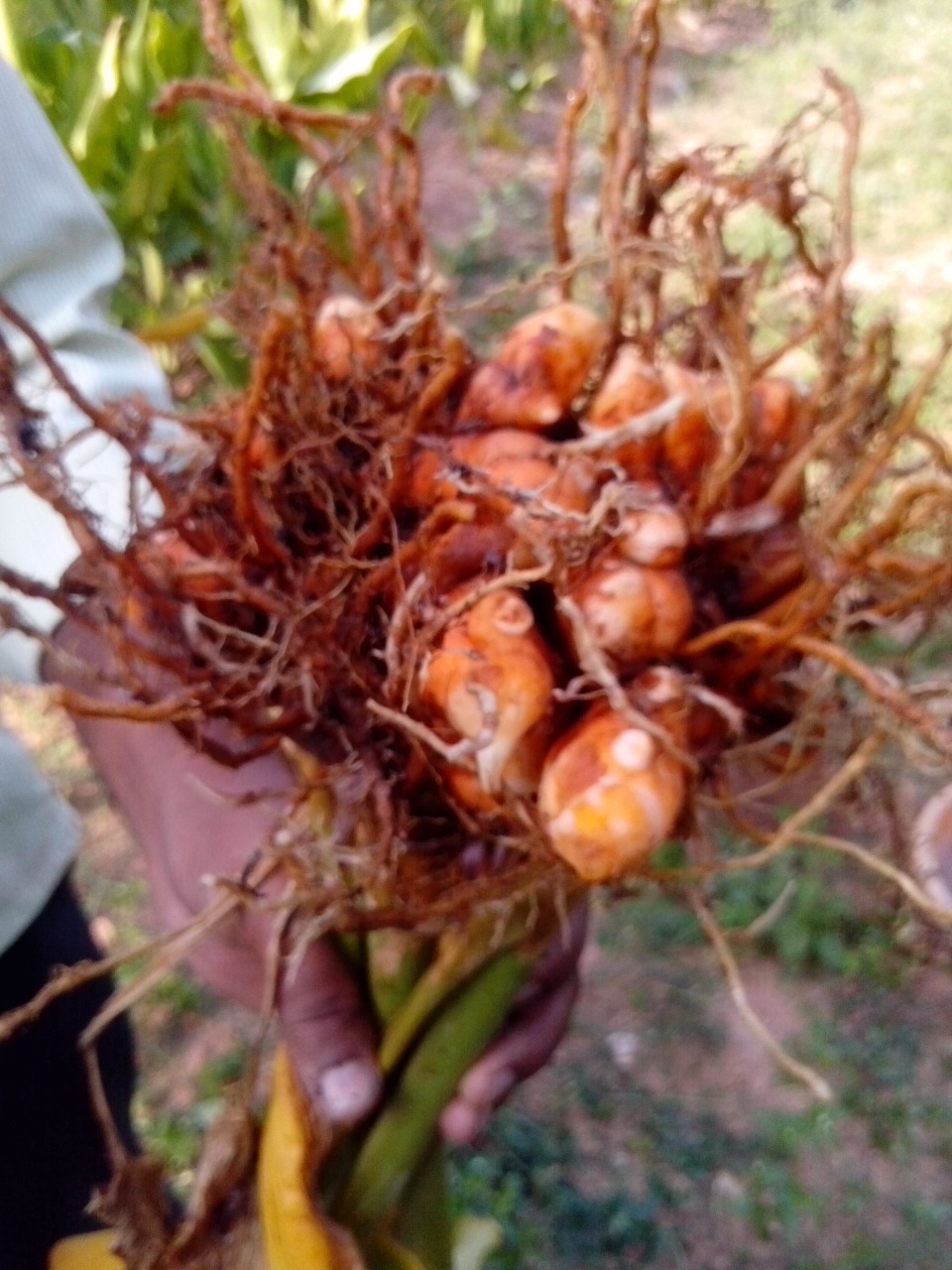 sakthi agro clinic