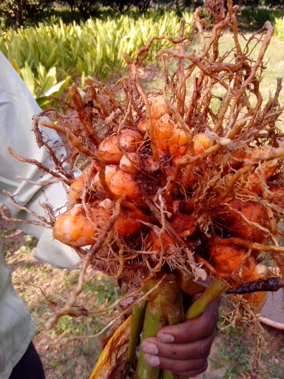sakthi agro clinic